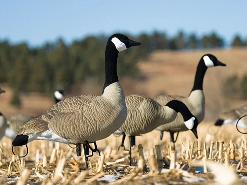 SX Life Size Full Body Canada Goose Decoys (Painted)
