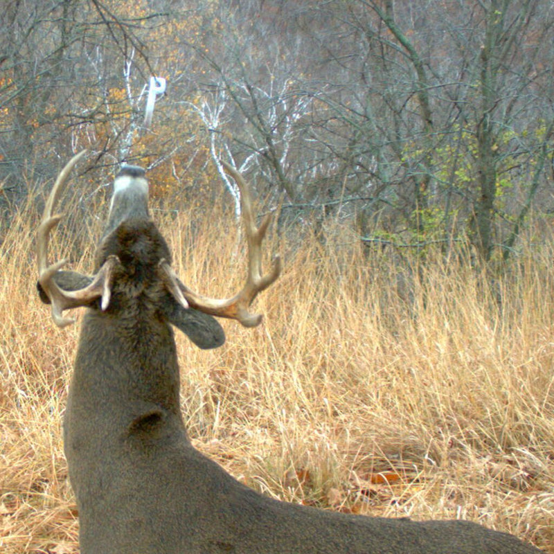 Load image into Gallery viewer, Wildlife Research Center Key-Wick
