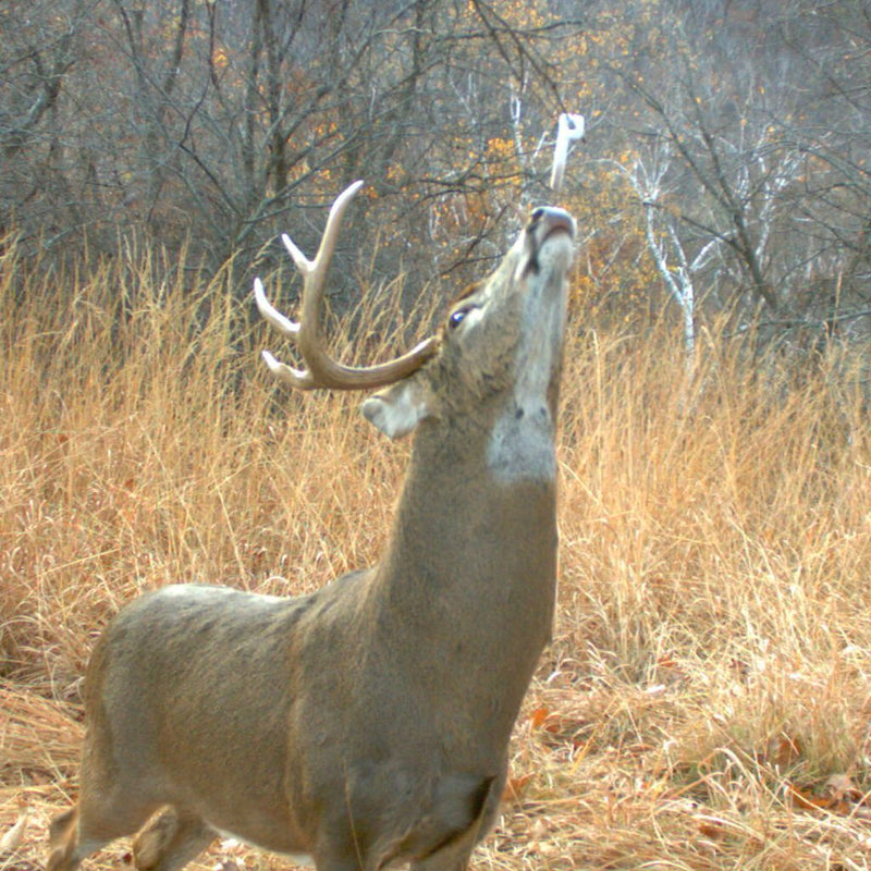 Load image into Gallery viewer, Wildlife Research Center Key-Wick
