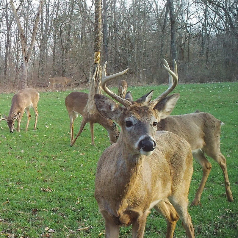Load image into Gallery viewer, Wildlife Research Center Golden Rope - Single Rope Kit
