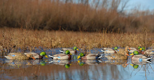 A group of decoys, specifically mallards, in a natural water setting with dry reeds in the background.