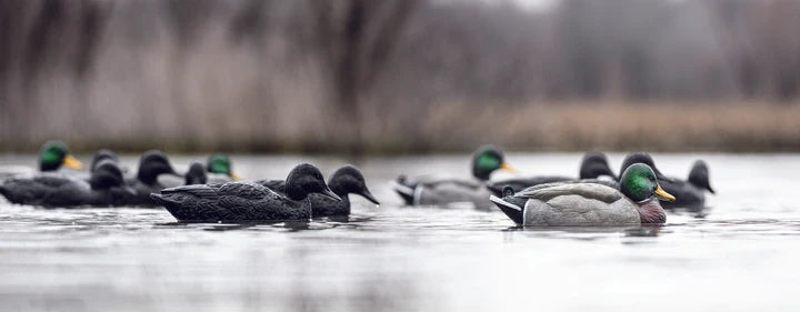 Load image into Gallery viewer, Floating duck decoys alongside black duck decoys
