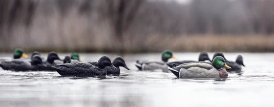 Floating duck decoys alongside black duck decoys