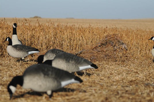 Avery Killerweed Singles