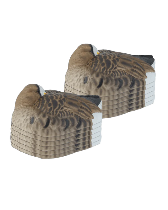 Stacks of specklebelly shells on a white background