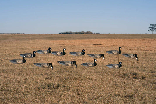 Geese decoys arranged in a circle on a grassy field with a clear blue sky.