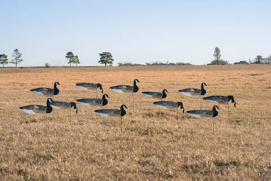 Geese decoys arranged in a field with a clear sky
