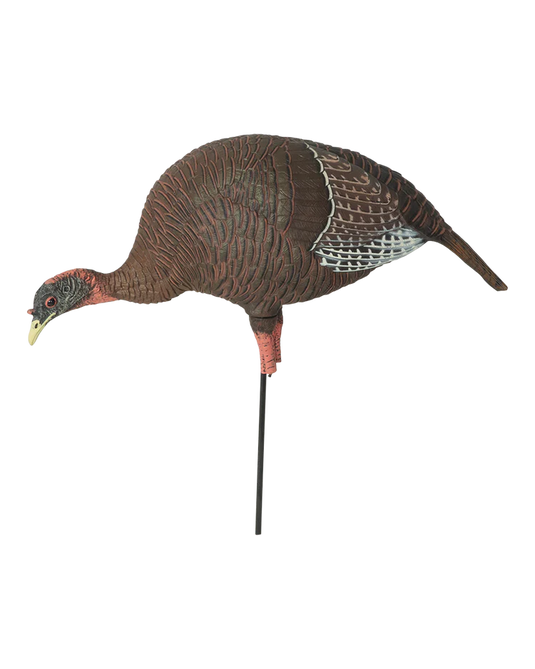 Turkey decoy on a stand with a clear background