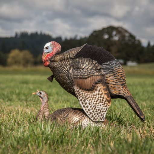 DSD A.C.E. Mating Motion Pair