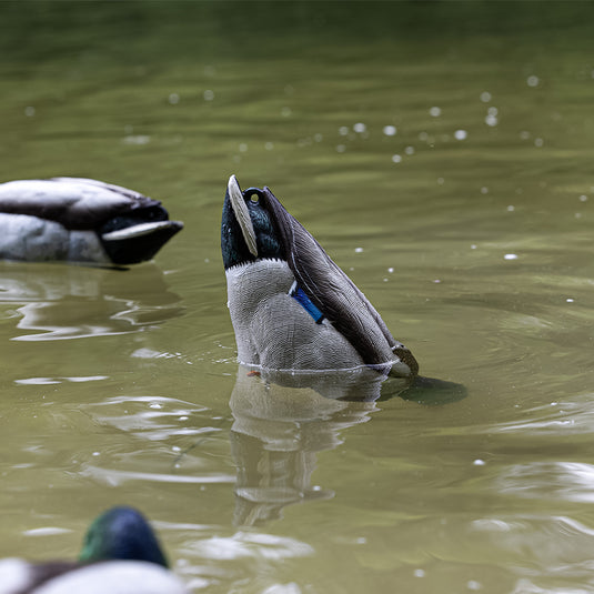 Avian-X Tip Up Mallard Feeder