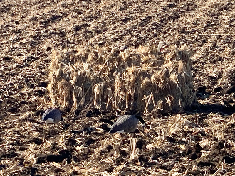 Load image into Gallery viewer, Avian X A-Frame
