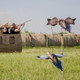 Avian X Powerflight Dove - Spinning Wing Decoy