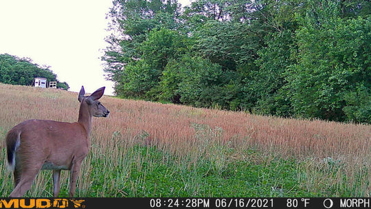 Muddy Manifest 2.0 Cellular Trail Cam