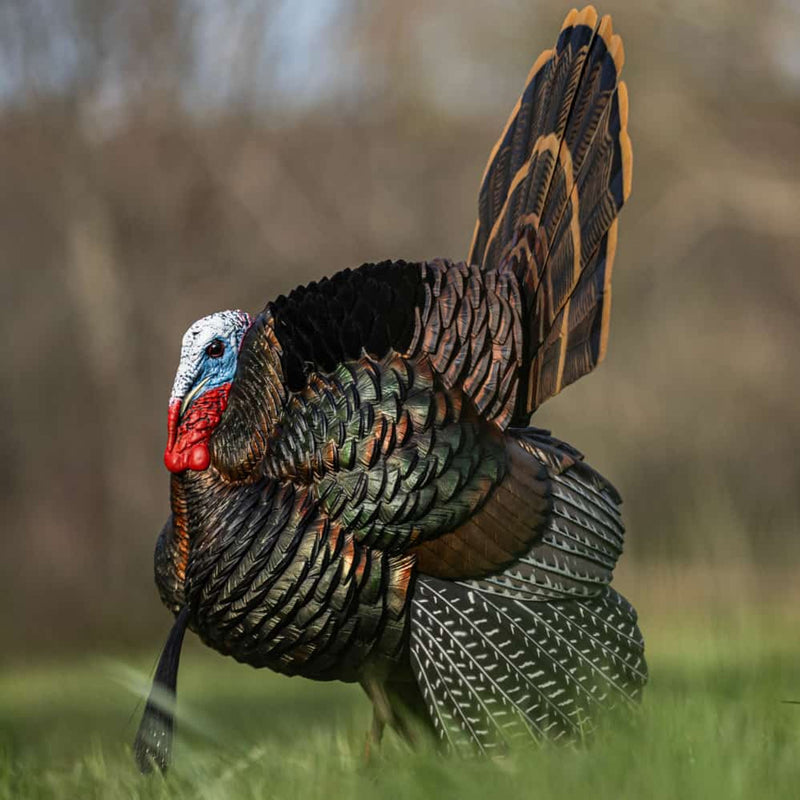 Load image into Gallery viewer, Decoy turkey with a prominent fan of feathers in a field
