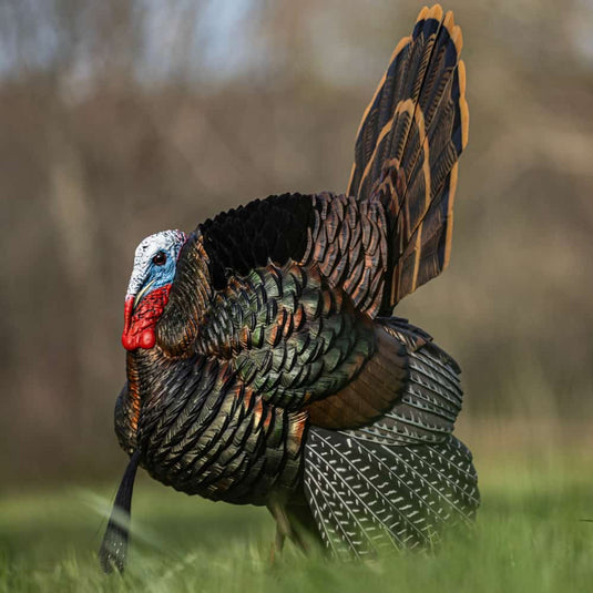 Decoy turkey with a prominent fan of feathers in a field