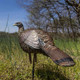 Load image into Gallery viewer, Avian X LCD Breeder Hen Turkey Decoy

