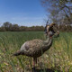 Load image into Gallery viewer, Avian X LCD Breeder Hen Turkey Decoy
