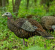 Load image into Gallery viewer, Avian X LCD Breeder Hen Turkey Decoy
