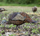 Turkeys walking on a grassy field