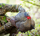 Load image into Gallery viewer, Close-up of a turkey decoy perched on a branch
