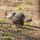 Turkey decoy in the woods