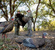 Load image into Gallery viewer, Turkeys in a natural setting with trees and foliage
