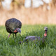 Two turkey decoys in grass