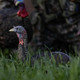 Turkey decoy in a field