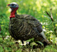 Turkey decoy in a natural setting