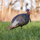 Load image into Gallery viewer, Turkey decoy in a natural setting
