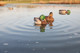 Load image into Gallery viewer, Avian X Power Shaker Motion Decoys
