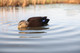 Load image into Gallery viewer, Avian X Power Shaker Motion Decoys

