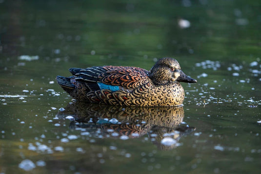 A painted blue winged teal duck decoy floating on water.