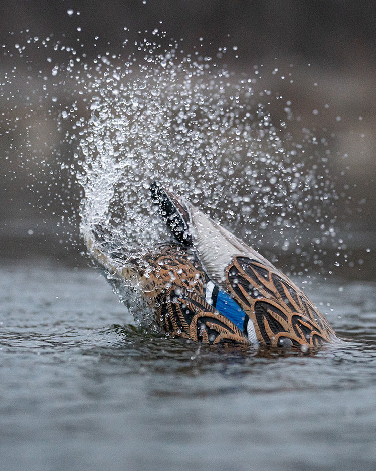 Load image into Gallery viewer, A realistic duck decoy, designed to mimic a mallard hen splashing in water with a blurred background.
