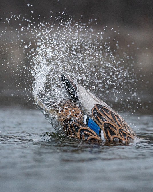 A realistic duck decoy, designed to mimic a mallard hen splashing in water with a blurred background.