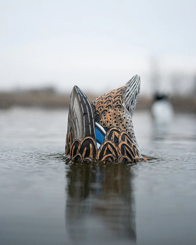 Load image into Gallery viewer, Dipping duck decoy in water with a blurred natural background
