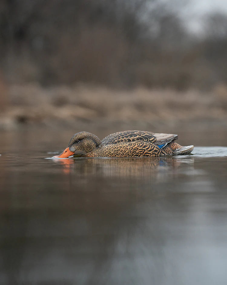 Load image into Gallery viewer, A GHG Finisher Swimmer Mallard decoy used for hunting
