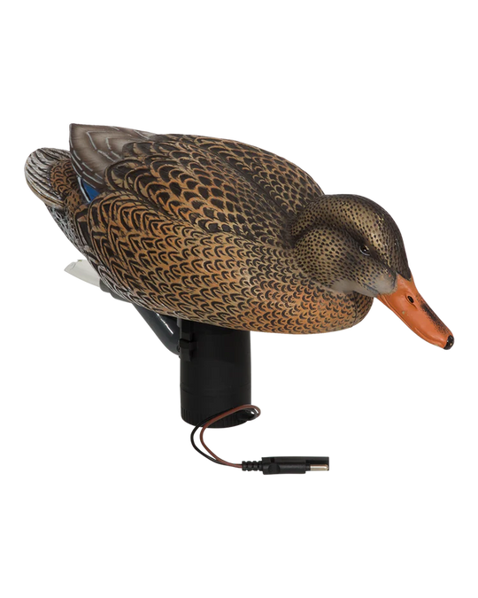 GHG Finisher Swimmer Mallard