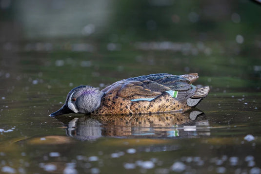 Blue-winged teal duck decoy floating on water.