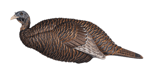 Side view of a turkey decoy on a transparent background