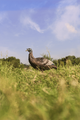 Flextone Thunder Chick Upright Turkey Decoy