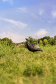 Load image into Gallery viewer, Turkey decoy in the open
