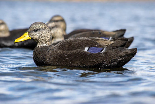 Floating black duck decoy