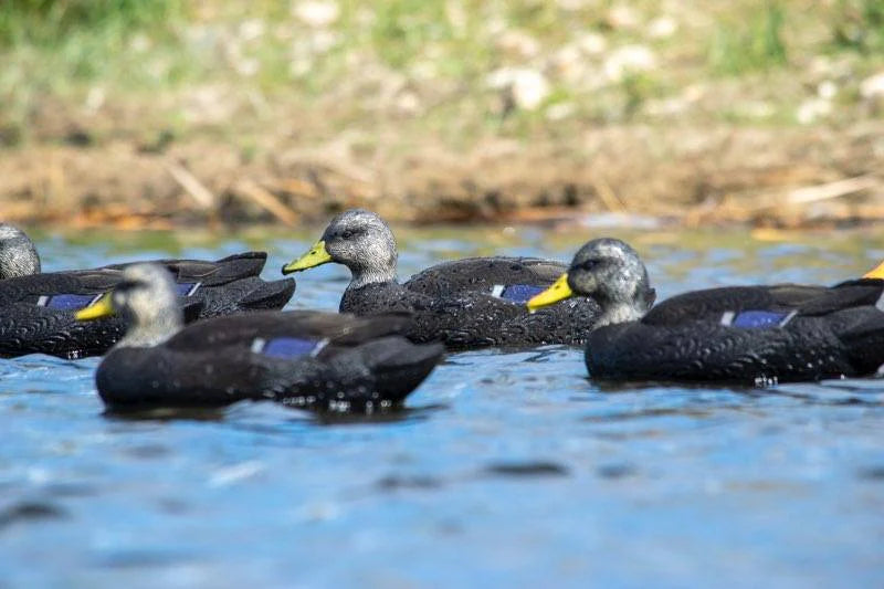Load image into Gallery viewer, A group of black duck decoys floating on water.
