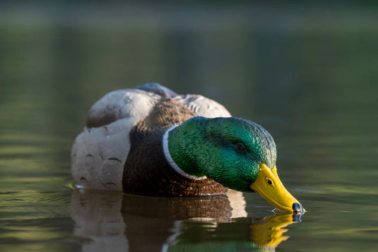 A floating mallard duck decoy on water