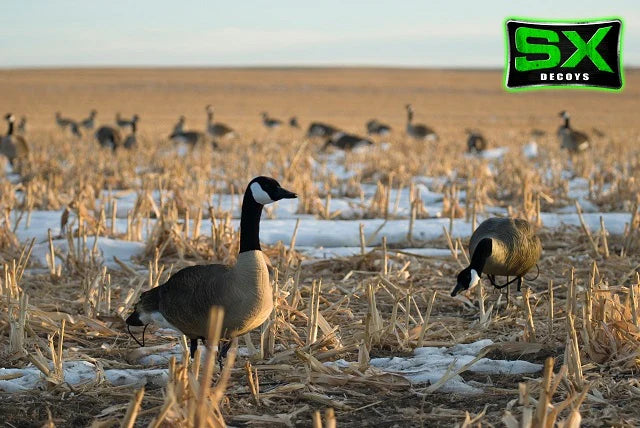 Load image into Gallery viewer, A pair of SX fully flocked life-size Canada goose decoys placed in a field with a flock of geese in the background.
