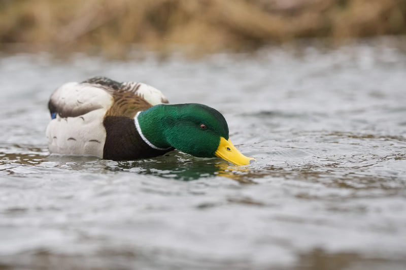 Load image into Gallery viewer, SX Decoys Mallard Floater - Fully Flocked

