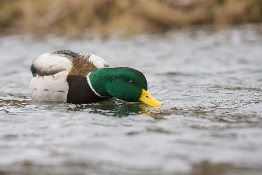 SX Decoys Mallard Floater - Fully Flocked
