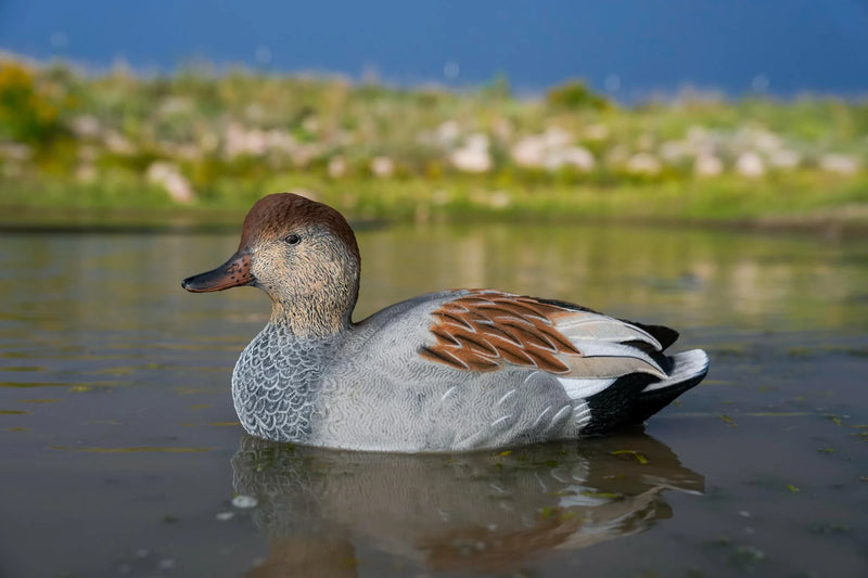 Load image into Gallery viewer, A painted SX gadwall duck decoy floating on water.
