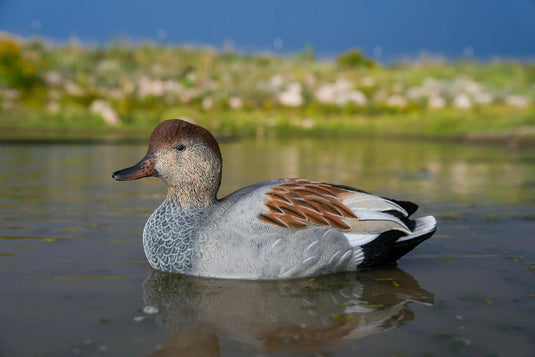 A painted SX gadwall duck decoy floating on water.